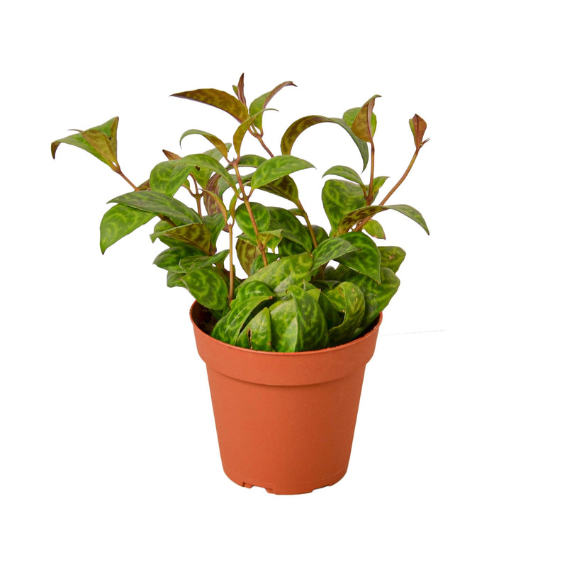 Lipstick Plant 'Black Pagoda' (Aeschynanthus)