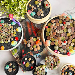 Boutique Small Lithops Random DIY Mix Rare Live Plants