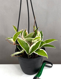 Hoya Krimson Queen vining foliage in studio pot