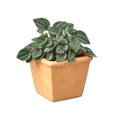 Palma Monthly - Pre-Potted