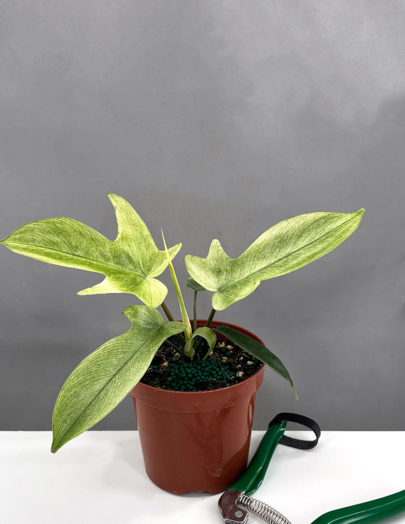 Florida Ghost Philodendron (Philodendron 'Florida Ghost')