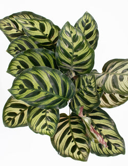 Calathea Makoyana Peacock underside purple leaf venation