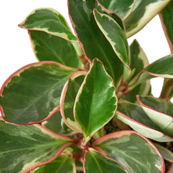 Peperomia Ginny pink margin close up