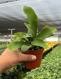 Staghorn Fern antler frond foliage detail