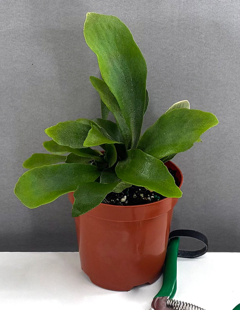 Staghorn Fern (Platycerium bifurcatum)