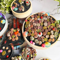 Boutique Small Lithops Random DIY Mix Rare Live Plants