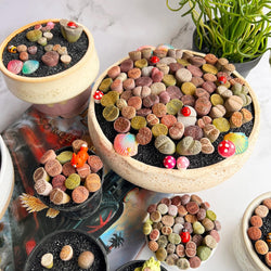 Boutique Small Lithops Random DIY Mix Rare Live Plants