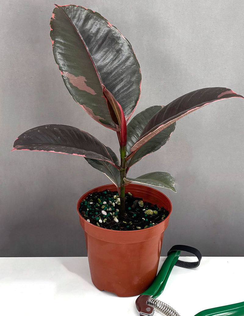 Ficus Ruby (Ficus elastica 'Ruby')