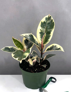 Ficus Tineke (Variegated Rubber Tree) in 4 inch nursery grow pot on neutral background