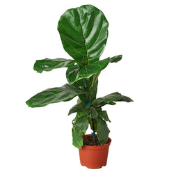 6 inch fiddle leaf fig in a nursery pot