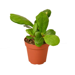 4 inch fiddle leaf fig in a nursery pot