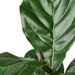 Close-up of a fiddle leaf fig leaf