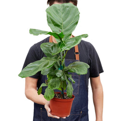 Person holding a 6 inch fiddle leaf fig