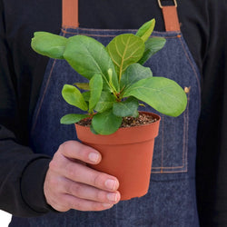 Hands holding a 4 inch fiddle leaf fig