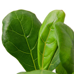 Close-up of young fiddle leaf fig leaves