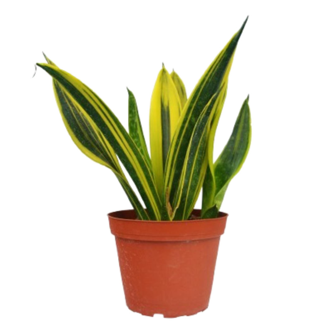 Gold Flame Snake Plant (Sansevieria trifasciata)