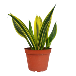 Gold Flame Snake Plant (Sansevieria trifasciata)