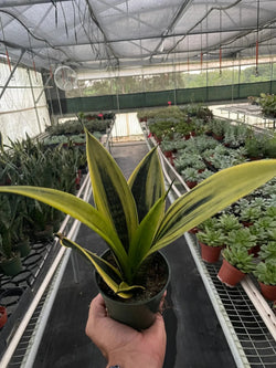 Gold Flame Snake Plant (Sansevieria trifasciata)