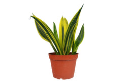 Gold Flame Snake Plant (Sansevieria trifasciata)