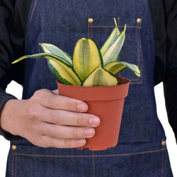 Gold Hahnii Snake Plant (Sansevieria trifasciata)