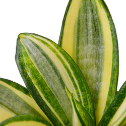 Gold Hahnii Snake Plant (Sansevieria trifasciata)