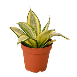 Gold Hahnii Snake Plant (Sansevieria trifasciata)