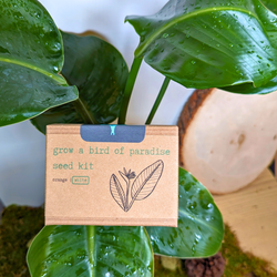 Bird of Paradise Seed Kit: Orange or White Strelitzia