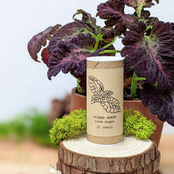 Coleus Seed Kit: Rainbow or Black Dragon Coleus
