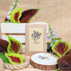 Coleus Seed Kit: Rainbow or Black Dragon Coleus