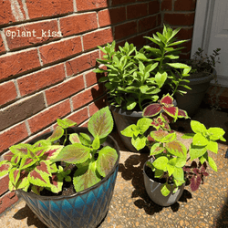 Coleus Seed Kit: Rainbow or Black Dragon Coleus