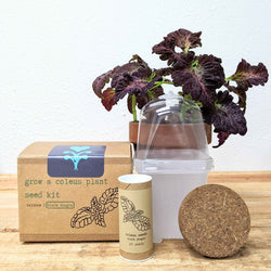 Coleus Seed Kit: Rainbow or Black Dragon Coleus