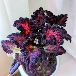 Coleus Seed Kit: Rainbow or Black Dragon Coleus