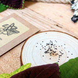 Coleus Seed Kit: Rainbow or Black Dragon Coleus