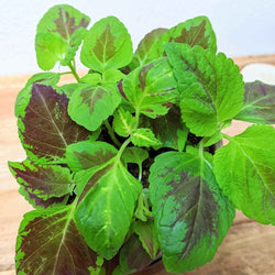 Coleus Seed Kit: Rainbow or Black Dragon Coleus