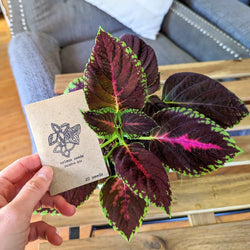 Coleus Seed Kit: Rainbow or Black Dragon Coleus