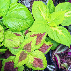 Coleus Seed Kit: Rainbow or Black Dragon Coleus