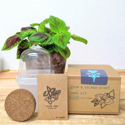 Coleus Seed Kit: Rainbow or Black Dragon Coleus
