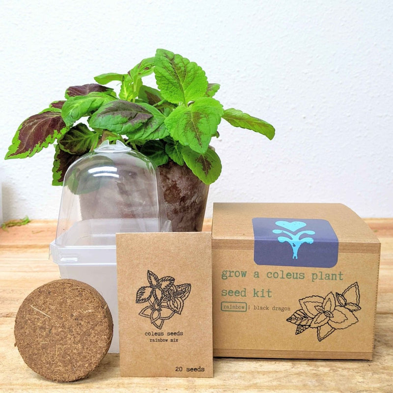 Coleus Seed Kit: Rainbow or Black Dragon Coleus