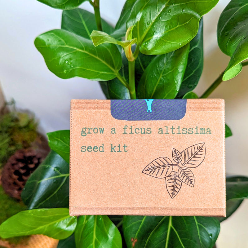 Ficus Altissima Seed Kit: Grow a Lofty Fig