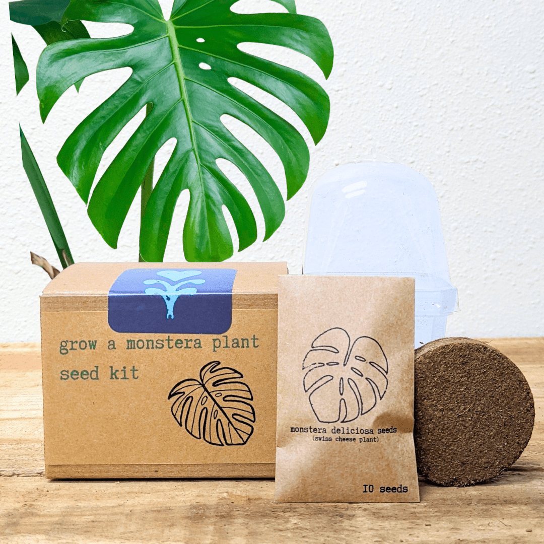 Monstera Seed Kit: Grow a Swiss Cheese Plant