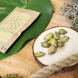 Monstera Seed Kit: Grow a Swiss Cheese Plant