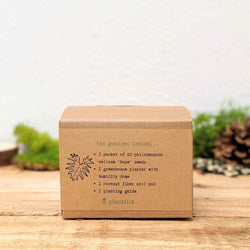Philodendron Seed Kit: Grow a Split Leaf Philodendron