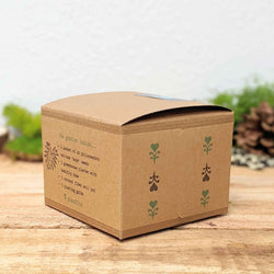 Philodendron Seed Kit: Grow a Split Leaf Philodendron