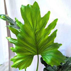 Philodendron Seed Kit: Grow a Split Leaf Philodendron