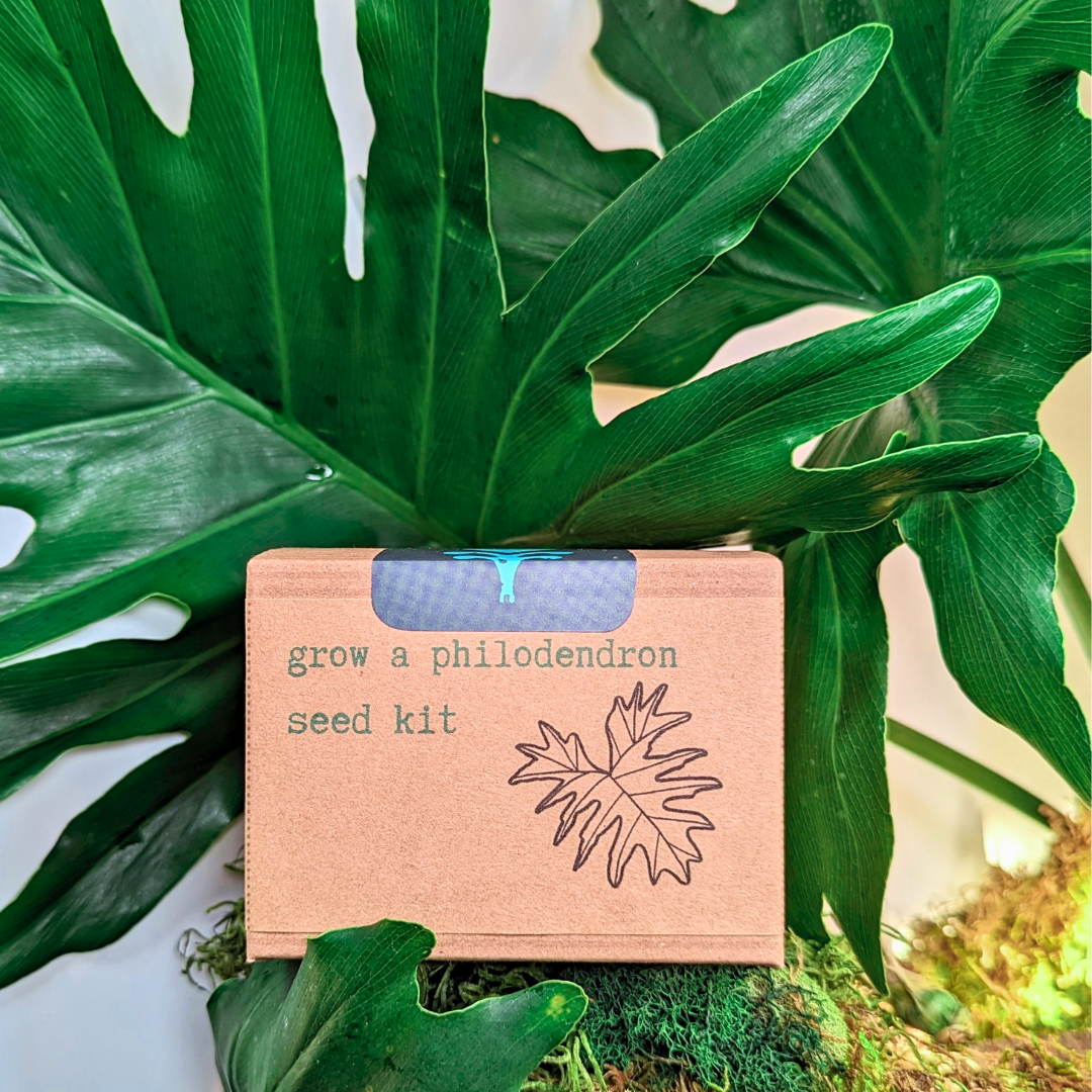 Philodendron Seed Kit: Grow a Split Leaf Philodendron