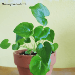 Philodendron Seed Kit: Grow a Split Leaf Philodendron