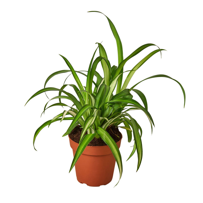 Hawaiian Spider Plant (Chlorophytum comosum 'Hawaiian')