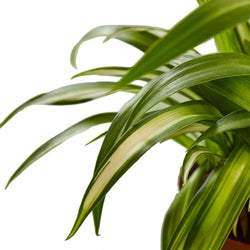 Close-up of Hawaiian spider plant striped leaves