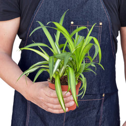 Hands holding a Hawaiian spider plant
