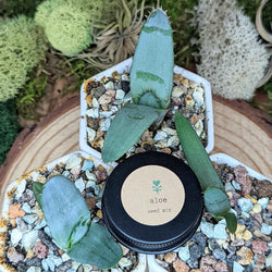 Houseplant Adventurer Seed Collection: Next-Level Seeds